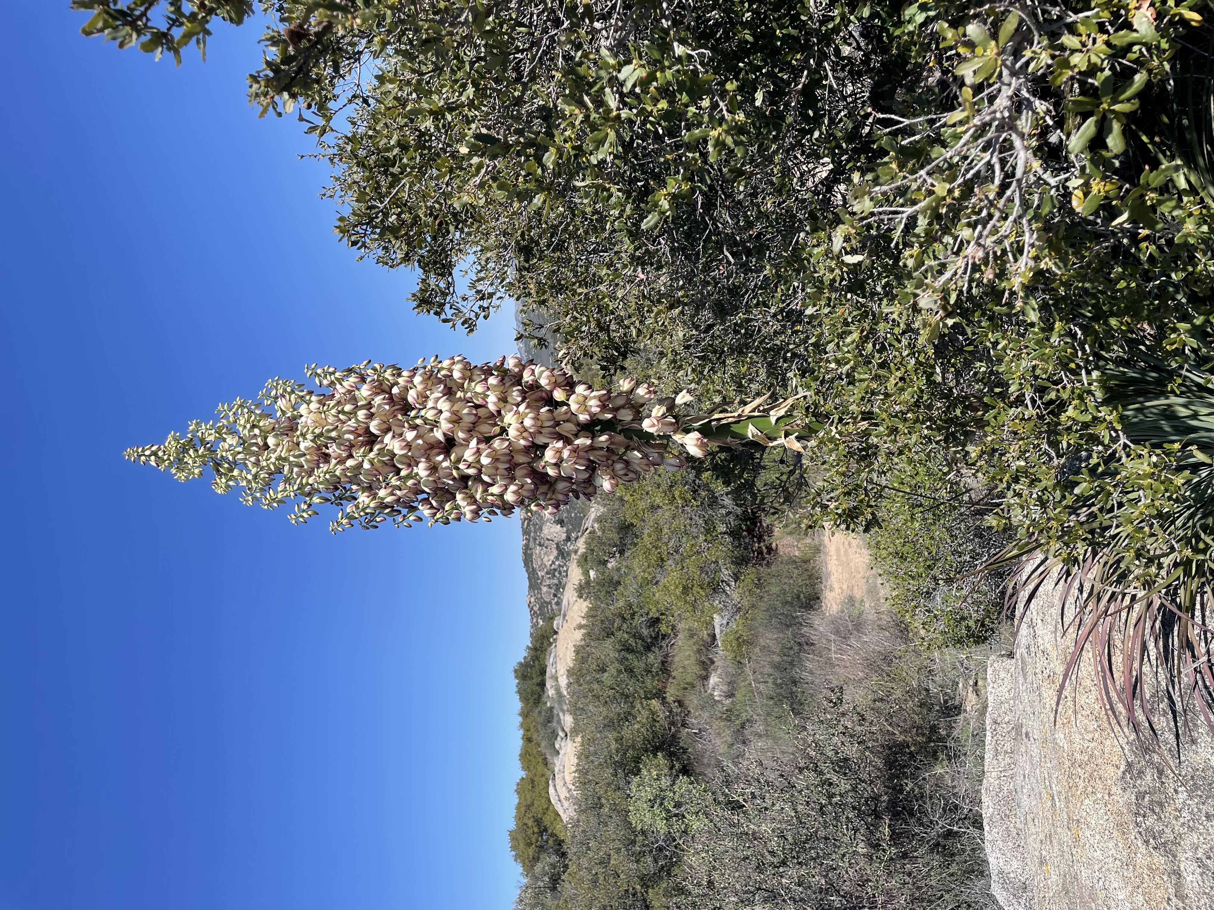 coolplant