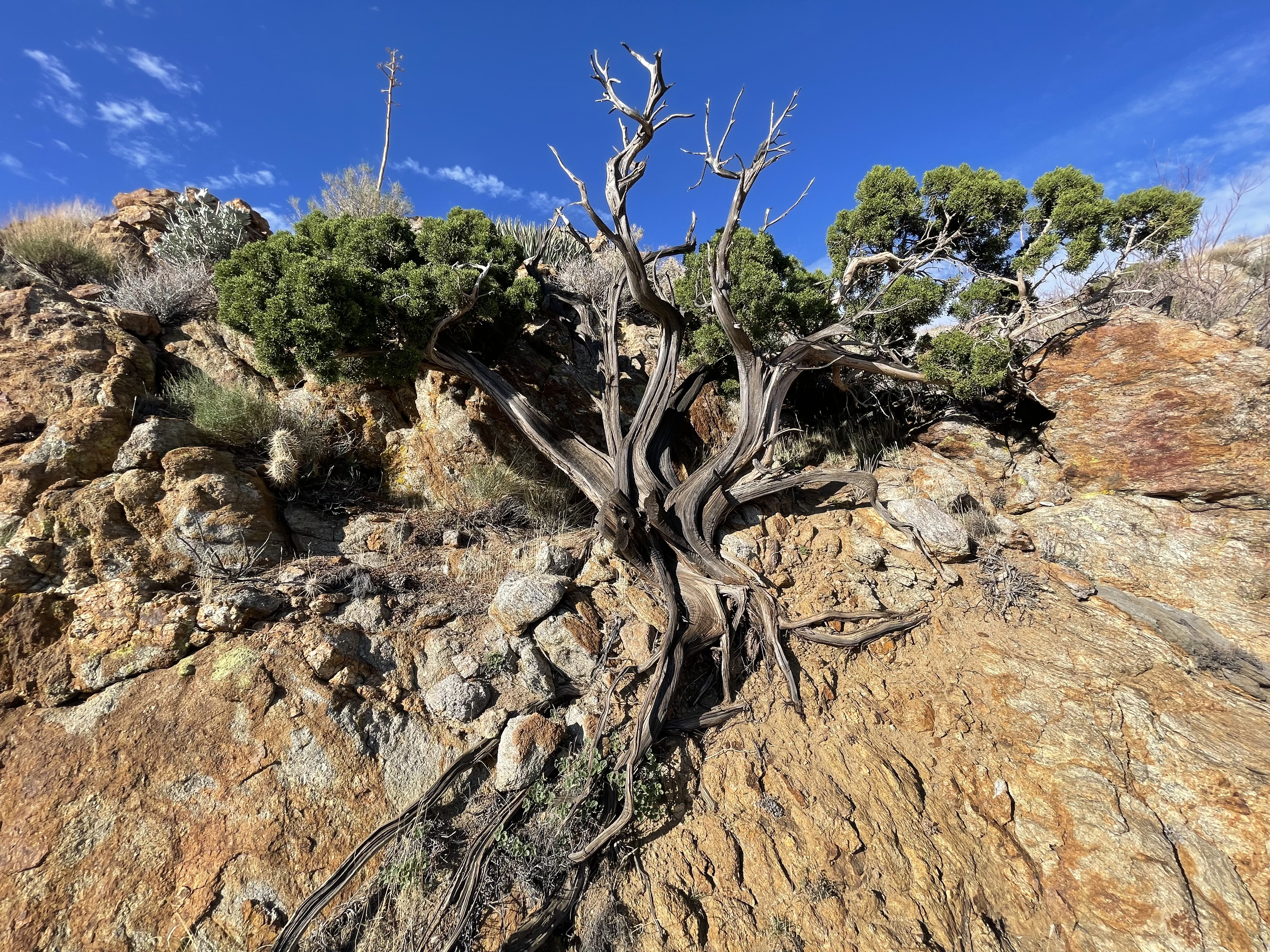 tree