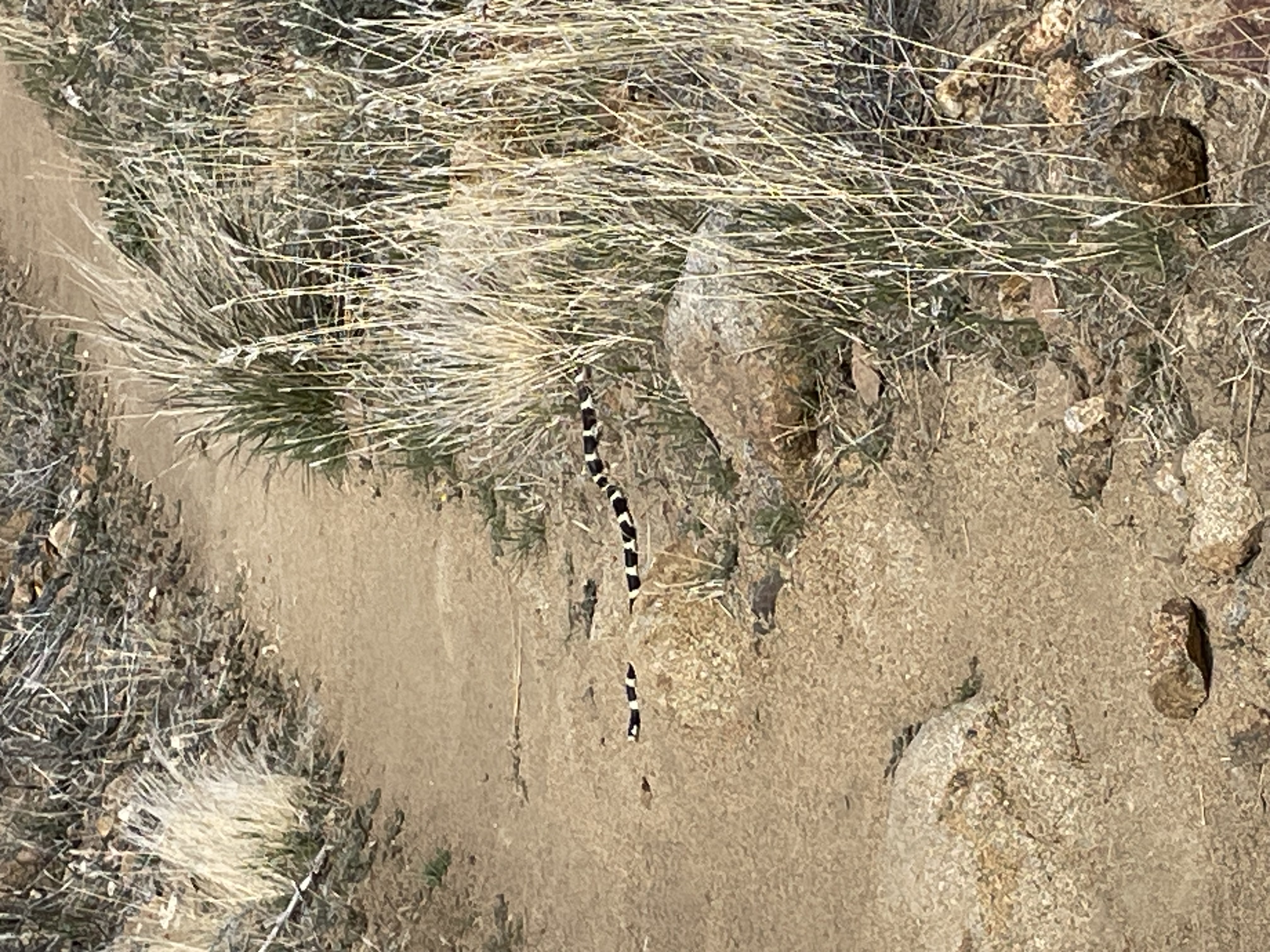 snake