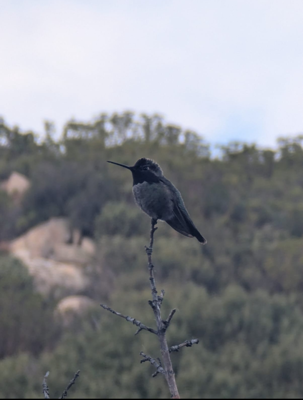hummingbird