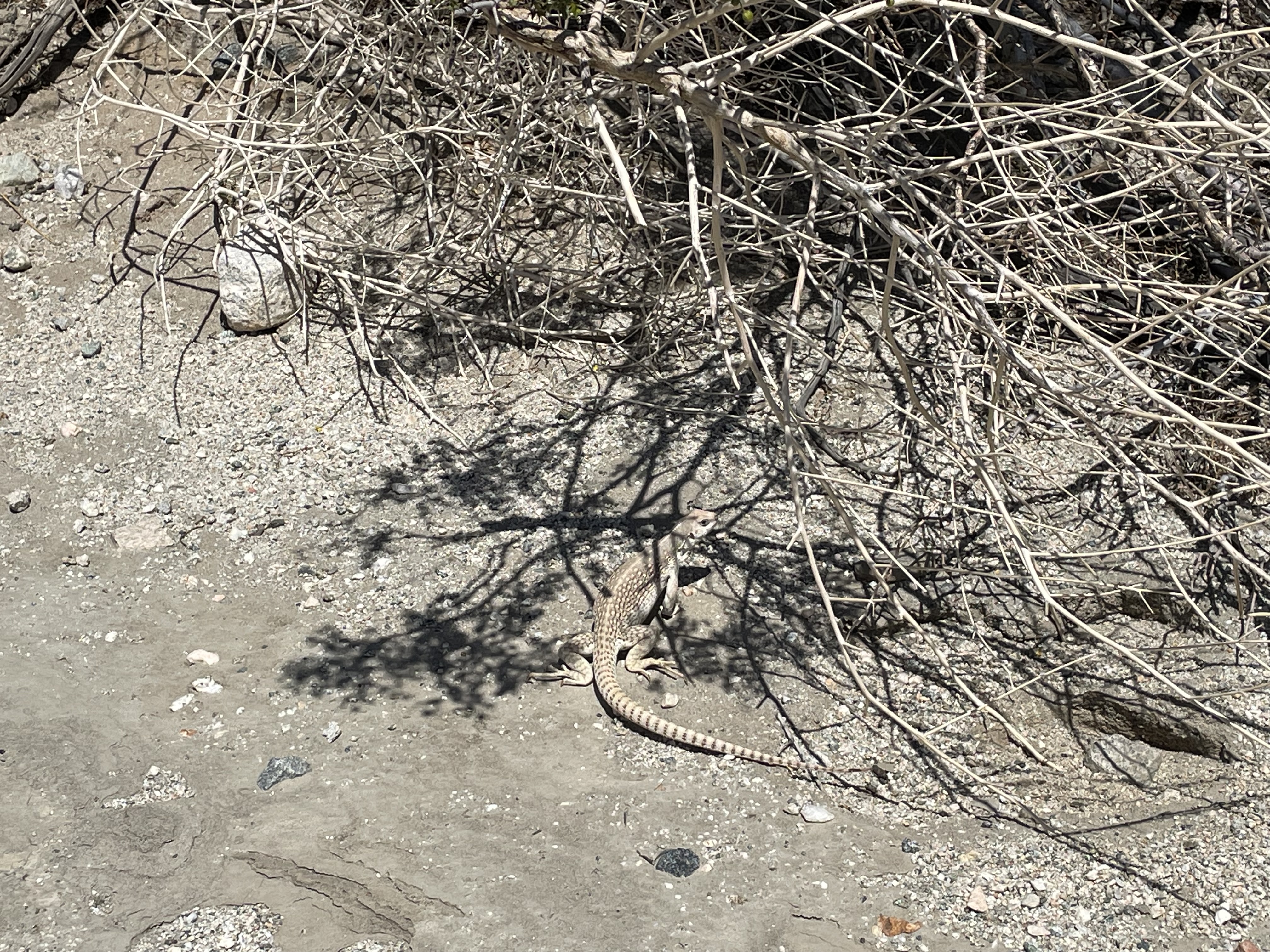 lizard