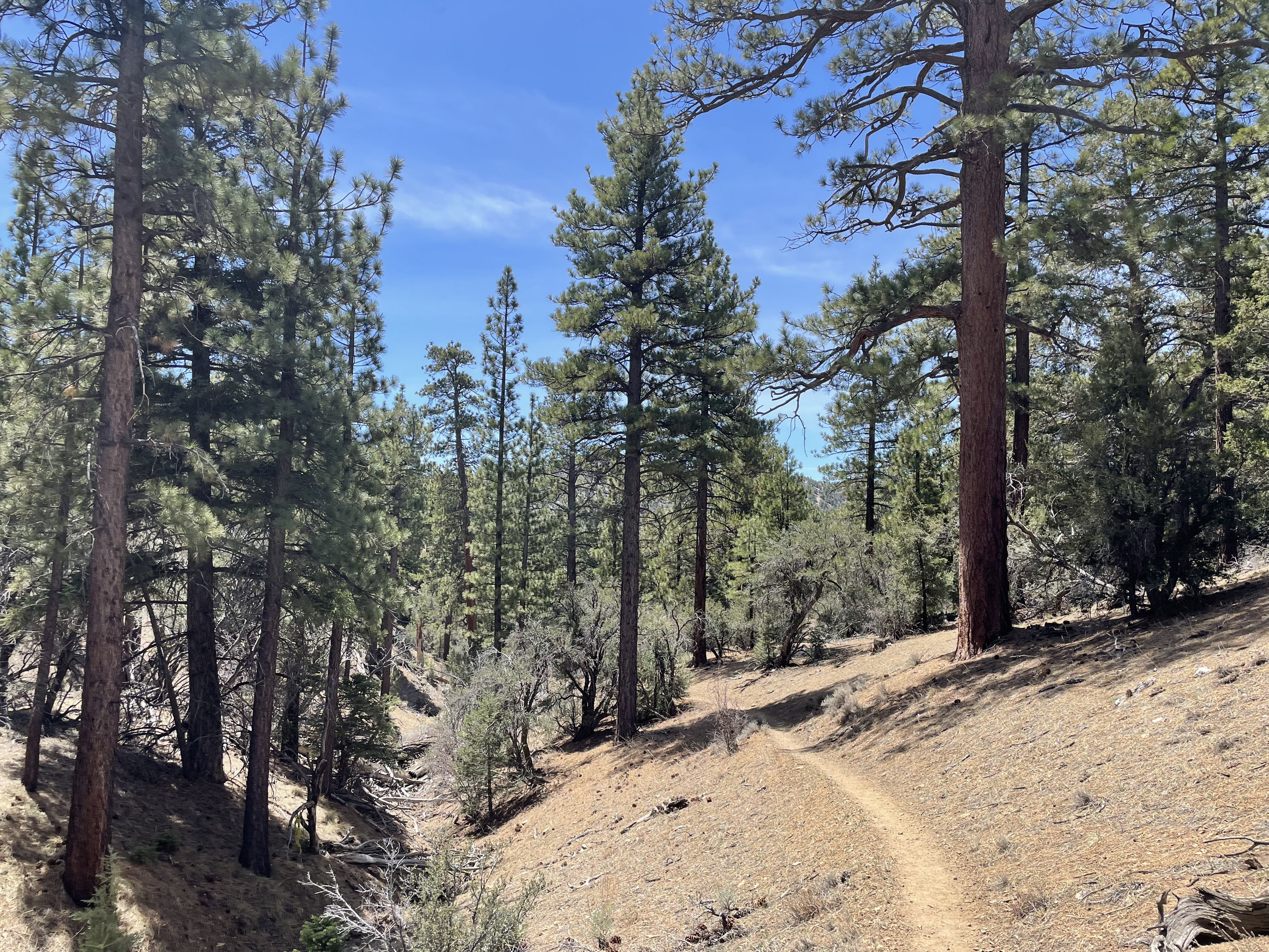 pine