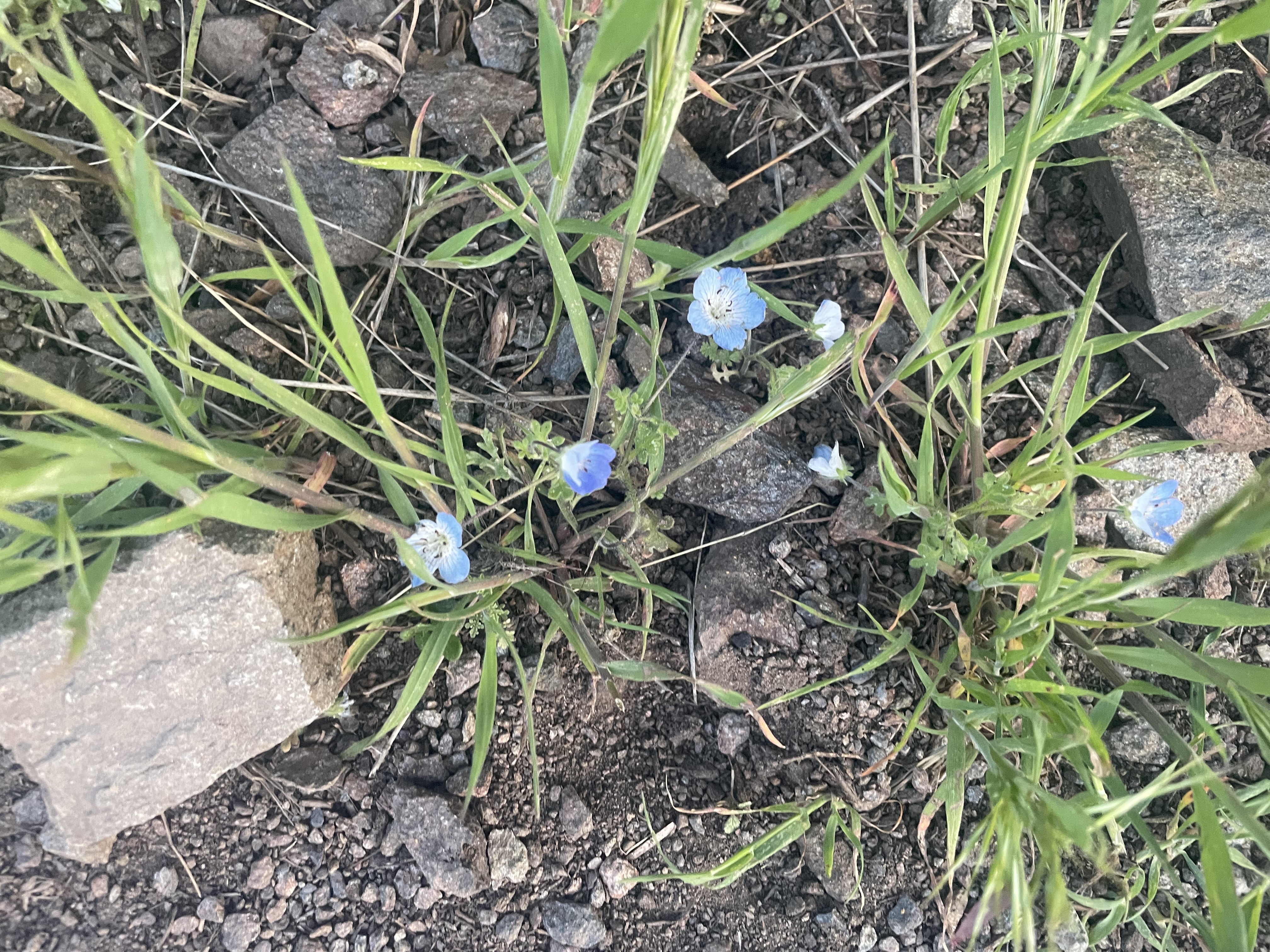 fleurs