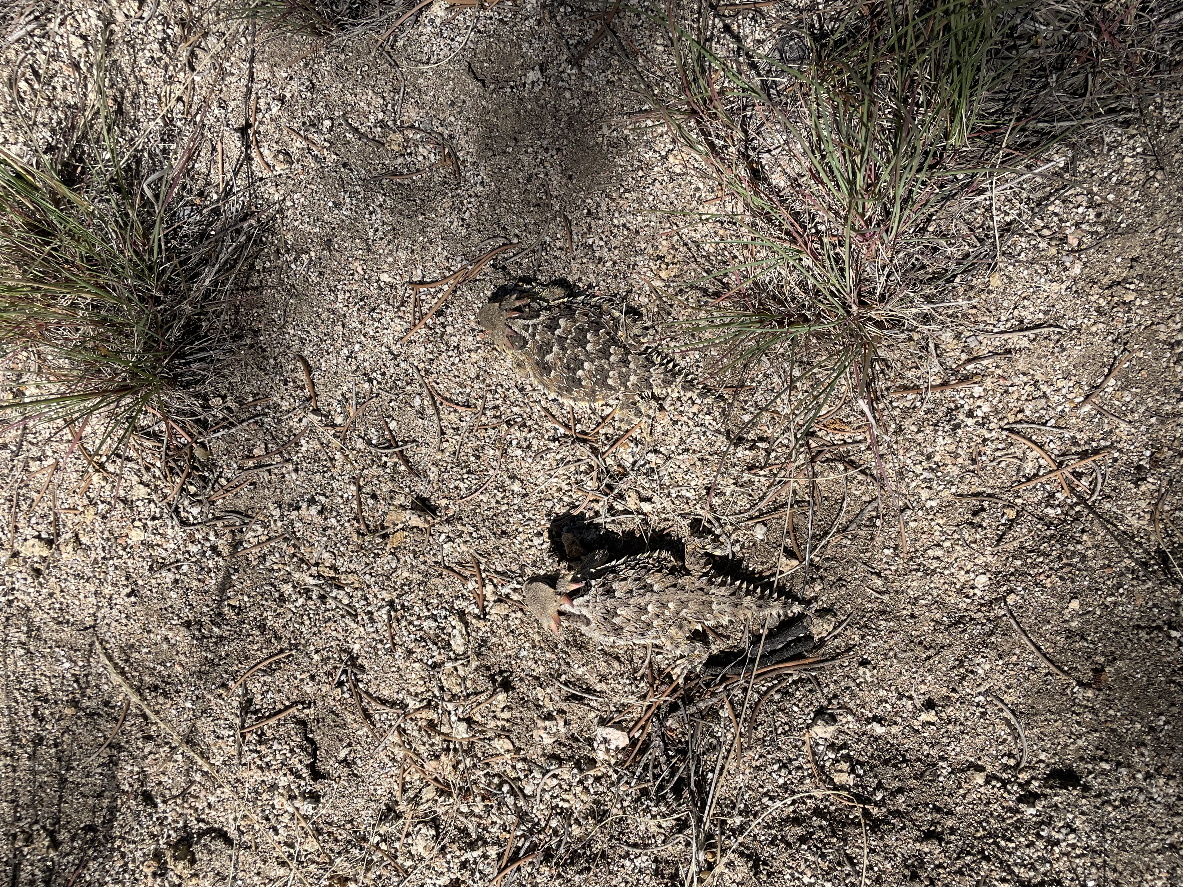 lizards