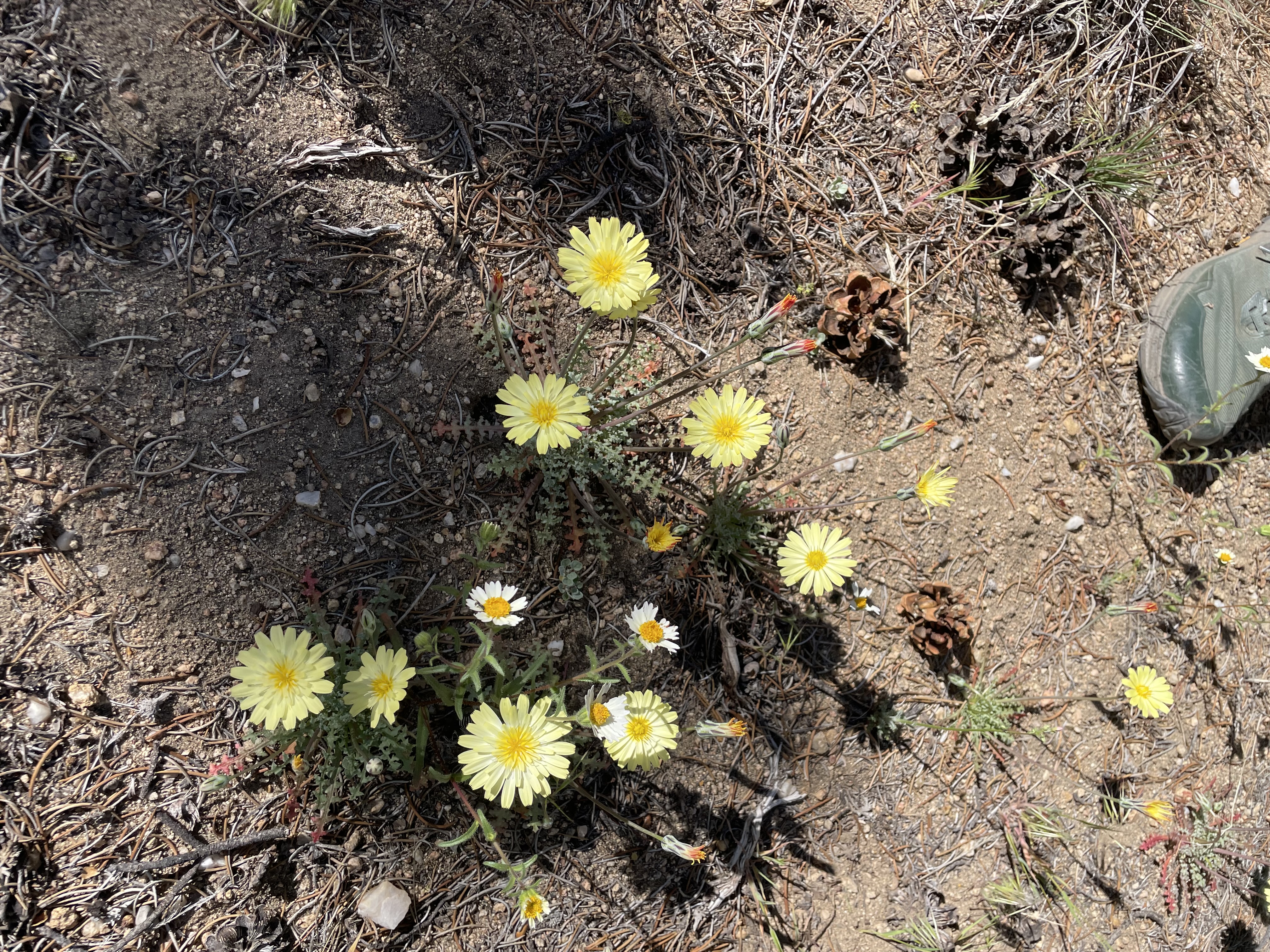fleurs