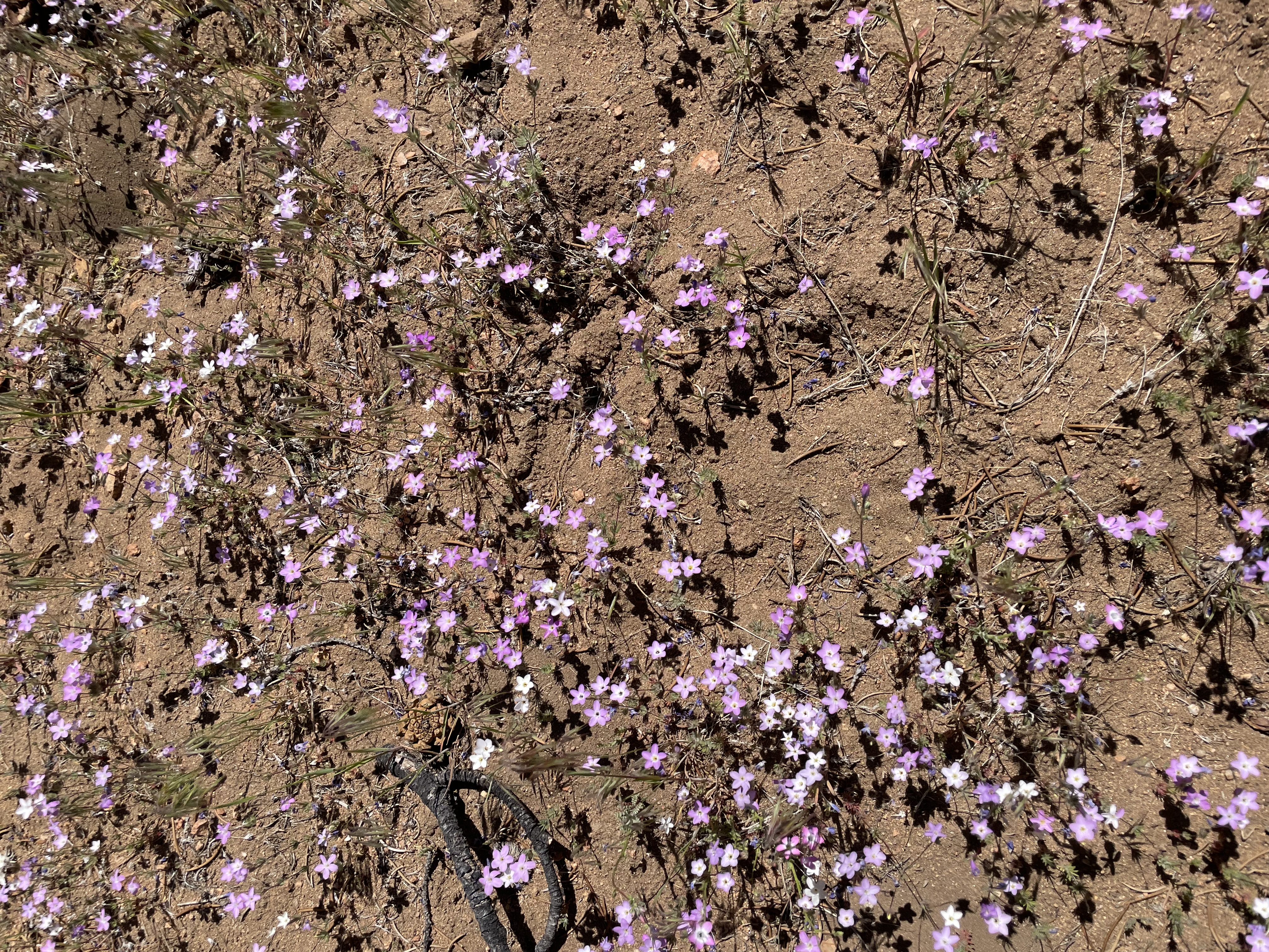 fleurs2